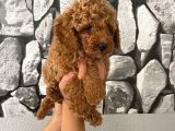Orjinal Aşılı Ve Aşırı Tatlı Minik Poodle Bebeğim