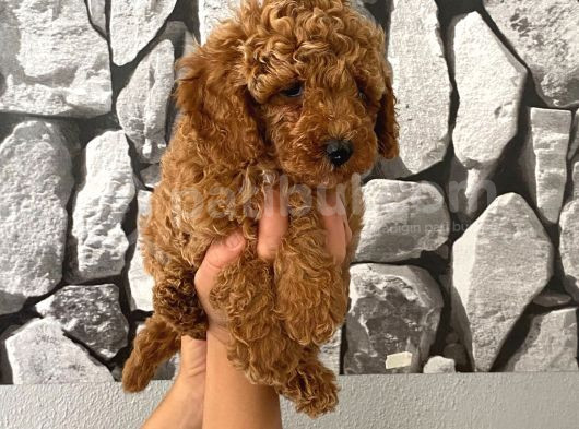 Orjinal Aşılı Ve Aşırı Tatlı Minik Poodle Bebeğim görsel