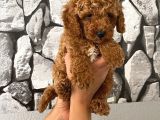 Orjinal Aşılı ve aşırı tatlı minik poodle bebeğim