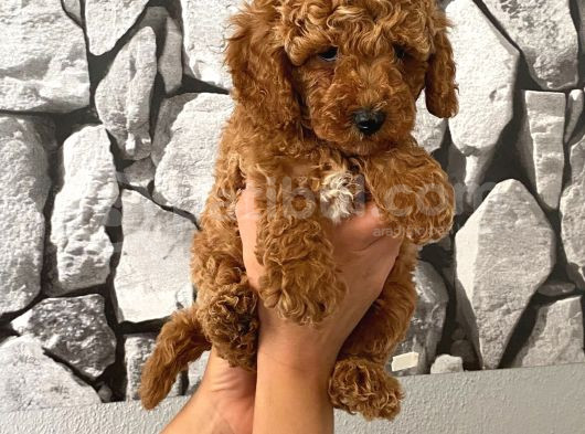 Orjinal Aşılı Ve Aşırı Tatlı Minik Poodle Bebeğim