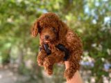 Üst Kalitede En Orjinal Toy Poodle Yavrum