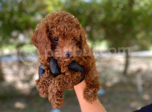 Üst Kalitede En Orjinal Toy Poodle Yavrum görsel