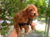 Üst Kalitede En Orjinal Toy poodle Yavrum