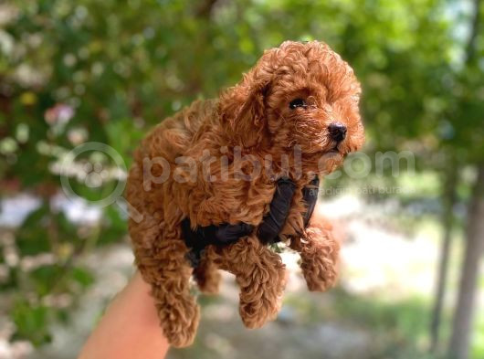 Üst Kalitede En Orjinal Toy Poodle Yavrum