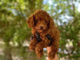 Üst Kalitede En Orjinal Toy Poodle Yavrum