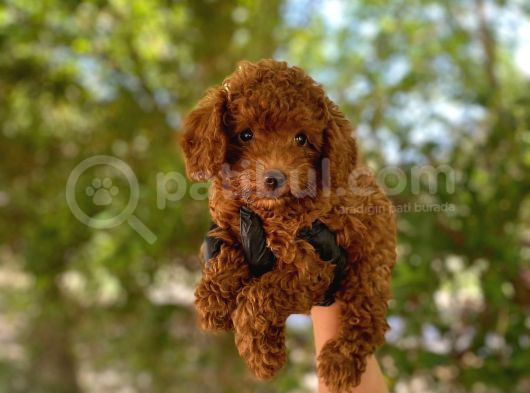 Üst Kalitede En Orjinal Toy Poodle Yavrum görsel