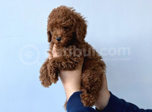 Ev Doğumlu Sağlık Garantili Orjinal Poodle Kuzular görsel