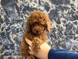 Kıvırcık Poodle Bebeğim Wc Eğitimli ve aşılıdır