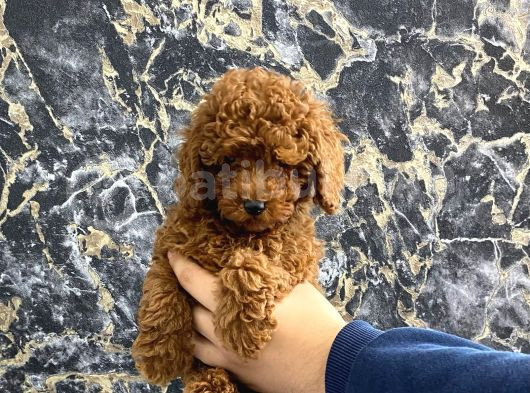 Kıvırcık Poodle Bebeğim Wc Eğitimli Ve Aşılıdır