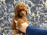 Kıvırcık Poodle Bebeğim Wc Eğitimli Ve Aşılıdır