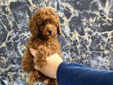 Kıvırcık Poodle Bebeğim Wc Eğitimli Ve Aşılıdır