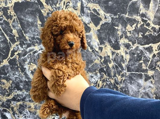 Kıvırcık Poodle Bebeğim Wc Eğitimli Ve Aşılıdır görsel