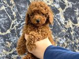 Kıvırcık Poodle Bebeğim Wc Eğitimli Ve Aşılıdır