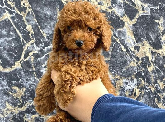 Kıvırcık Poodle Bebeğim Wc Eğitimli Ve Aşılıdır görsel