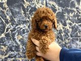 Kıvırcık Poodle Bebeğim Wc Eğitimli Ve Aşılıdır