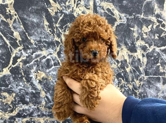 Kıvırcık Poodle Bebeğim Wc Eğitimli Ve Aşılıdır görsel