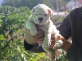 Üst Düzey İngi̇li̇z Buldog Yavrular