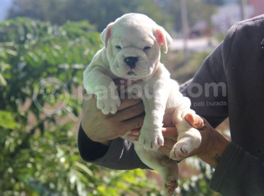 Üst Düzey İngi̇li̇z Buldog Yavrular görsel