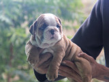 ÜST DÜZEY İNGİLİZ BULDOG YAVRULAR