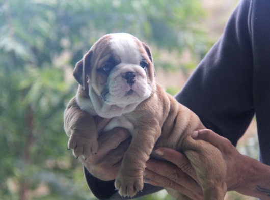 Üst Düzey İngi̇li̇z Buldog Yavrular