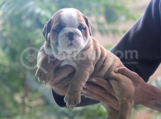 Üst Düzey İngi̇li̇z Buldog Yavrular görsel