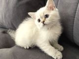 Silver British Shorthair Bluepoint