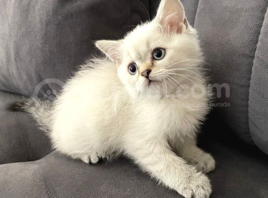 Silver British Shorthair Bluepoint görsel