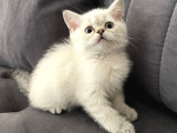 Silver british shorthair Bluepoint
