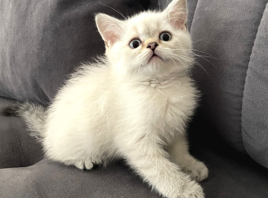 Silver British Shorthair Bluepoint