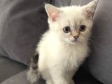 Silver British Shorthair Bluepoint