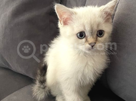 Silver British Shorthair Bluepoint görsel