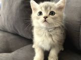 Silver British Shorthair Bluepoint