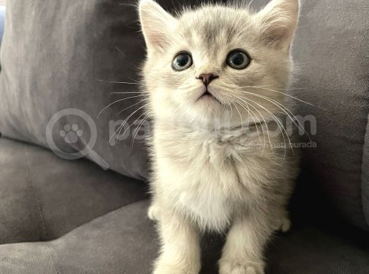 Silver British Shorthair Bluepoint görsel