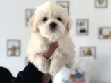 Ankarada Ziyarete Açık Maltese Terrier Yavrularımız