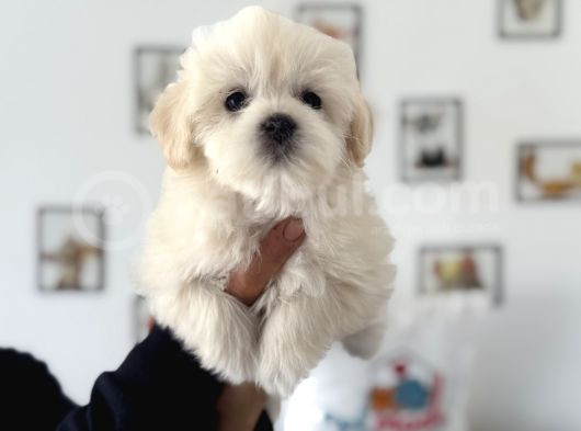 Ankarada Ziyarete Açık Maltese Terrier Yavrularımız görsel