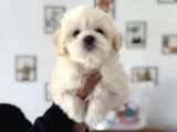 Ankarada Ziyarete Açık Maltese Terrier Yavrularımız