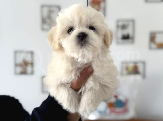 Ankarada Ziyarete Açık Maltese Terrier Yavrularımız görsel