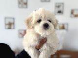 Ankarada Ziyarete Açık Maltese Terrier Yavrularımız
