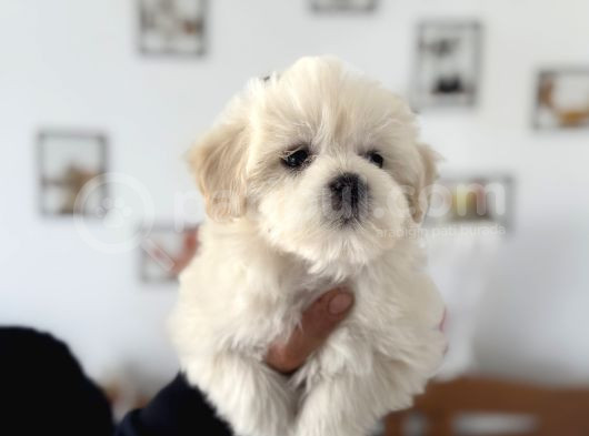 Ankarada Ziyarete Açık Maltese Terrier Yavrularımız görsel