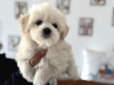 Ankarada Ziyarete Açık Maltese Terrier Yavrularımız