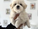 Ankarada Ziyarete Açık Maltese Terrier Yavrularımız