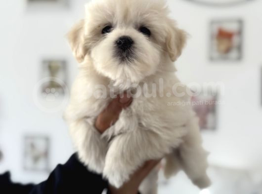Ankarada Ziyarete Açık Maltese Terrier Yavrularımız görsel
