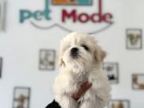 Ankarada Ziyarete Açık Maltese Terrier Yavrularımız