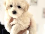 Ankarada Ziyarete Açık Maltese Terrier Yavrularımız