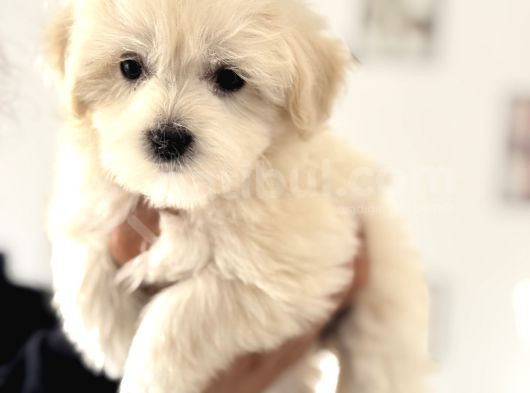Ankarada Ziyarete Açık Maltese Terrier Yavrularımız görsel