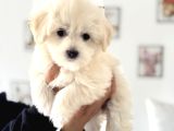 Ankarada ziyarete açık maltese terrier yavrularımız