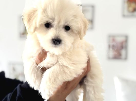 Ankarada Ziyarete Açık Maltese Terrier Yavrularımız