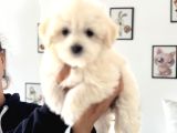 Ankarada Ziyarete Açık Maltese Terrier Yavrularımız