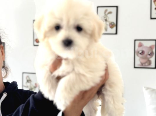 Ankarada Ziyarete Açık Maltese Terrier Yavrularımız görsel