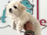Ankarada Ziyarete Açık Maltese Terrier Yavrularımız